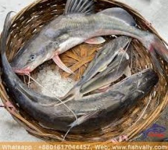 Ayir fish