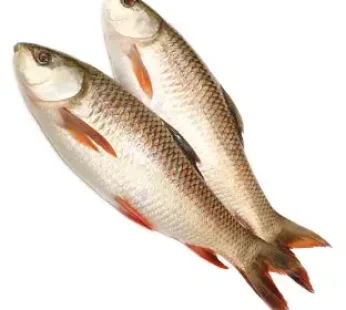 Rui Fish 3.00kg+/KG