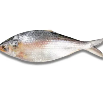 Hilsha (1-1.199 kg)