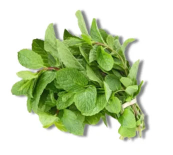Pudinapata (Mint Leaf)